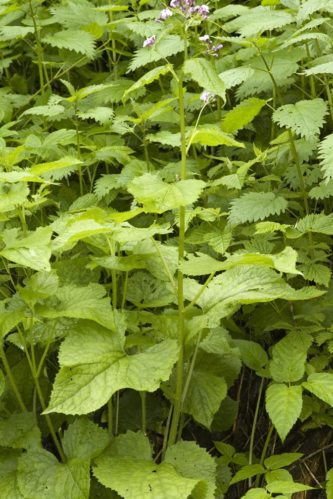 Lunaria rediviva / Lunaria comune